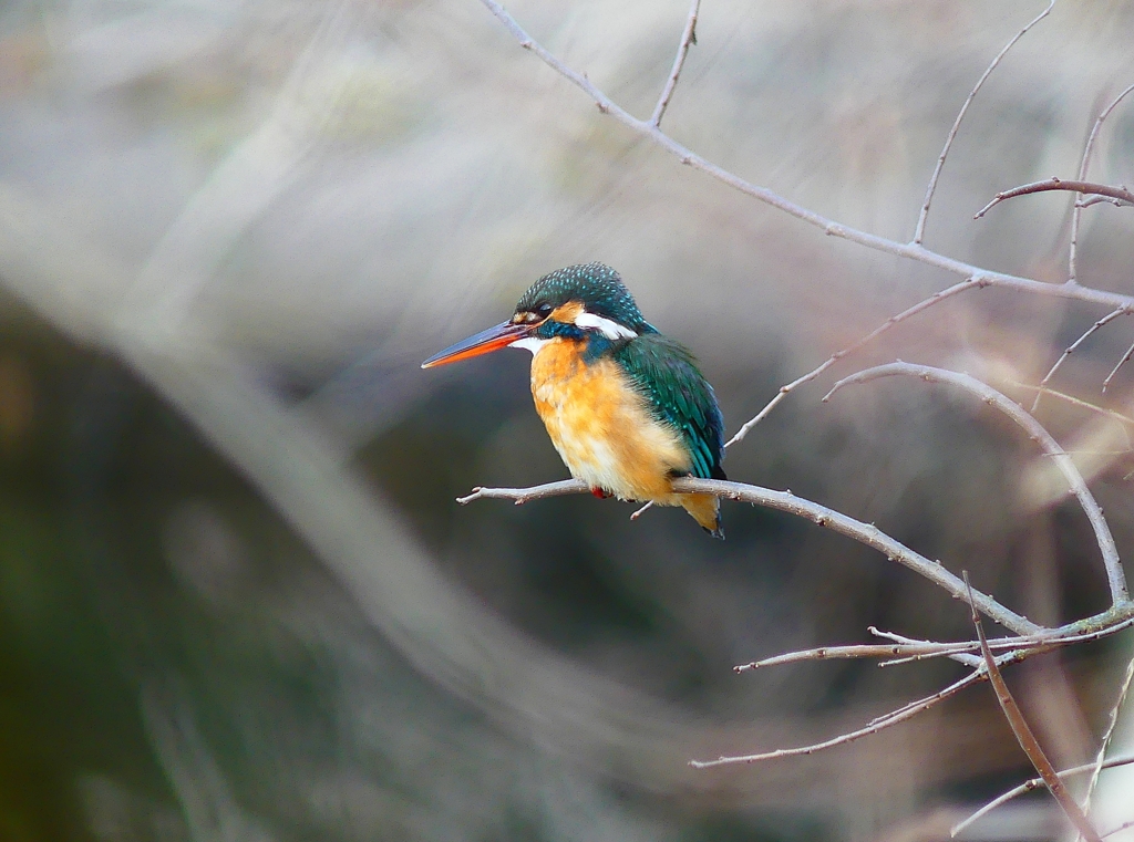 P3800130：カワセミ（メス）_R