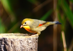 P1890073：ソウシチョウ_R
