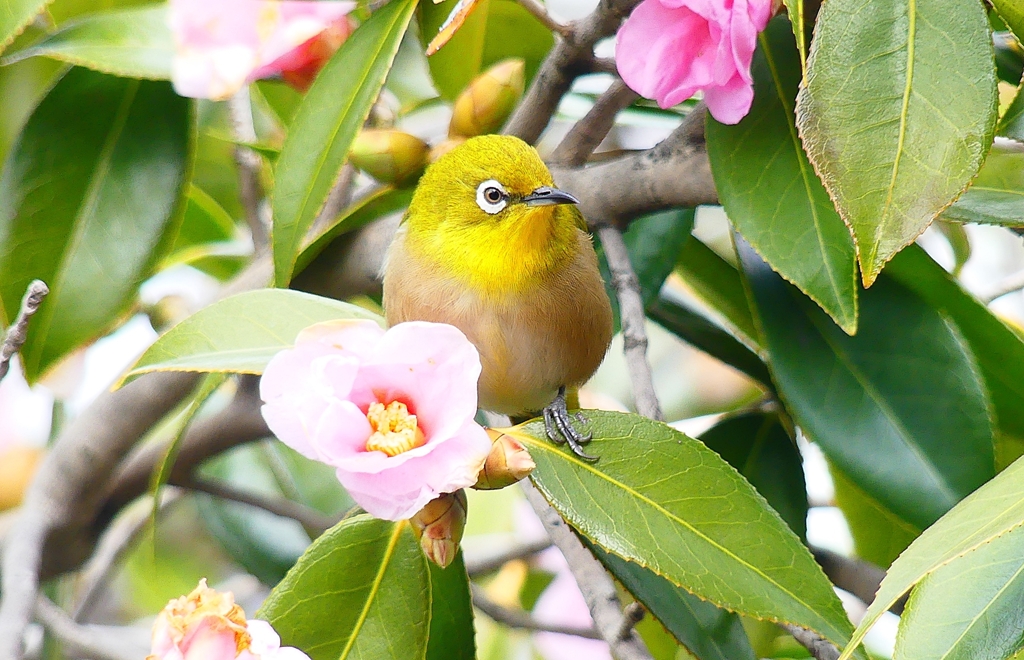 P4710012：メジロ_R