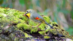 P3760690：ソウシチョウ_R