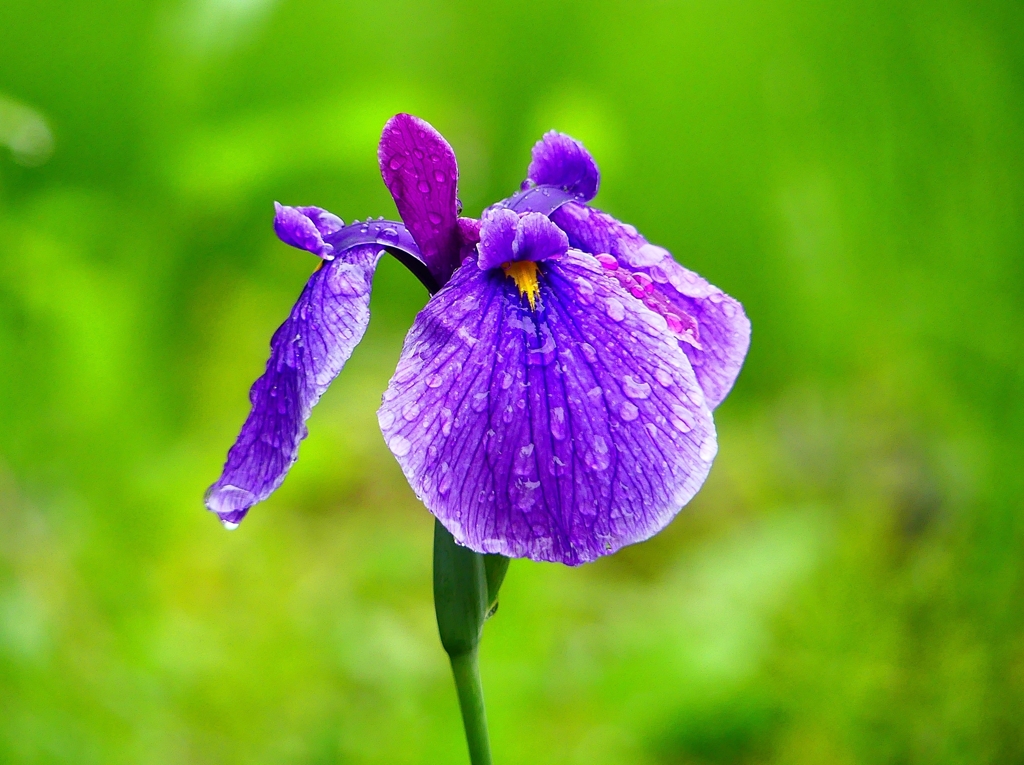 P4170675：菖蒲_R