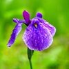 P4170675：菖蒲_R