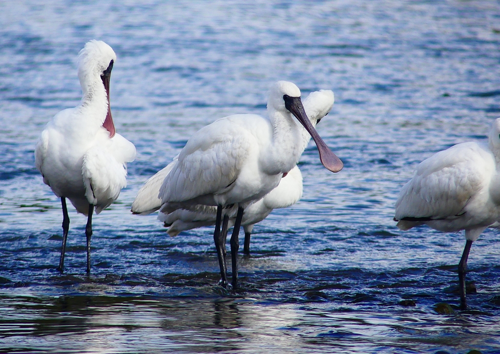 P4440181：クロツラヘラサギ_R