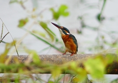 P1260453：カワセミ（メス）_R