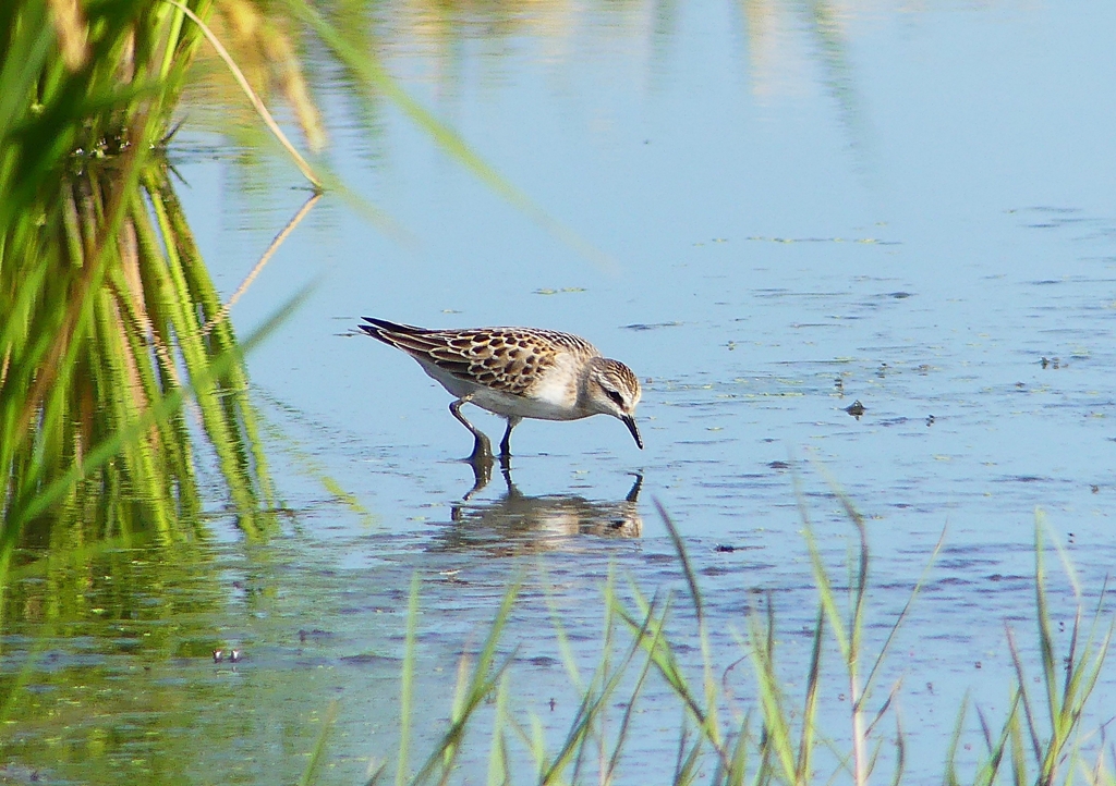 P1250793：トウネン_R