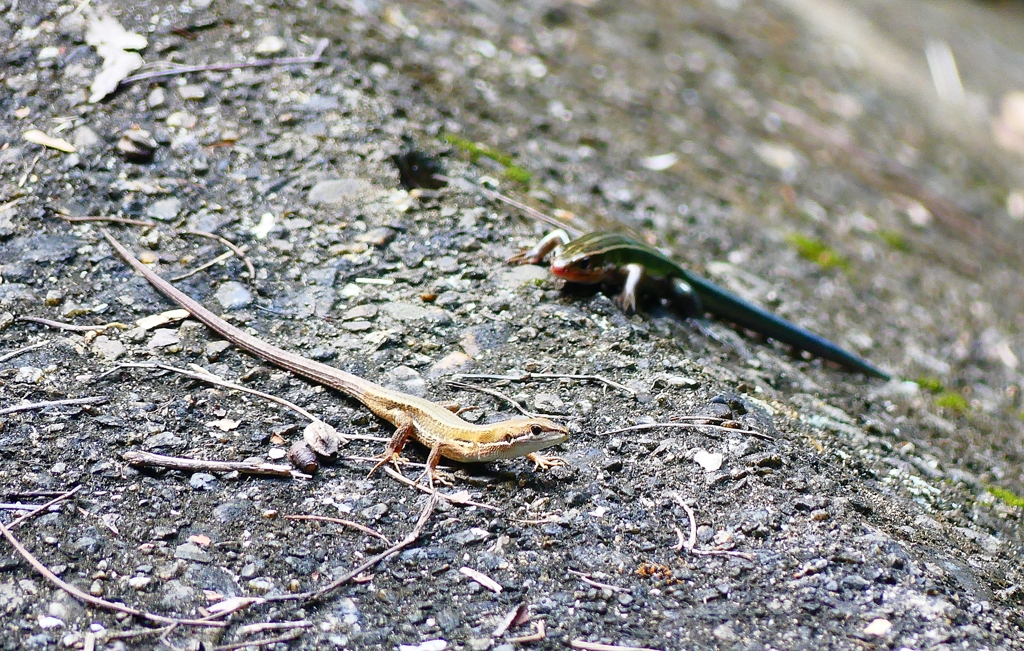 P4250268：カナヘビ、トカゲ_R
