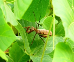 P4360839：カマキリ_R