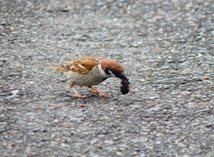 P4140412：スズメ_R