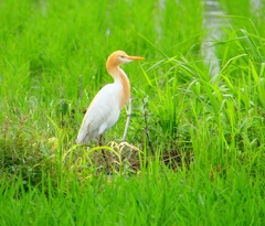 P1030128：アマサギ_R