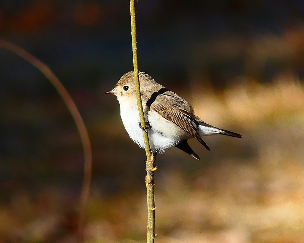 P4620060：ニシオジロビタキ_R
