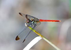 P1160326：リスアカネ_R