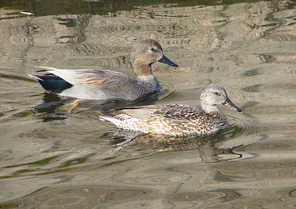 P1570563：オカヨシガモ_R