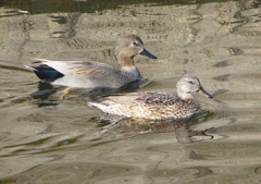 P1570563：オカヨシガモ_R