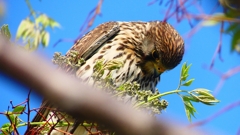 P1980845：チョウゲンボウ-17_R