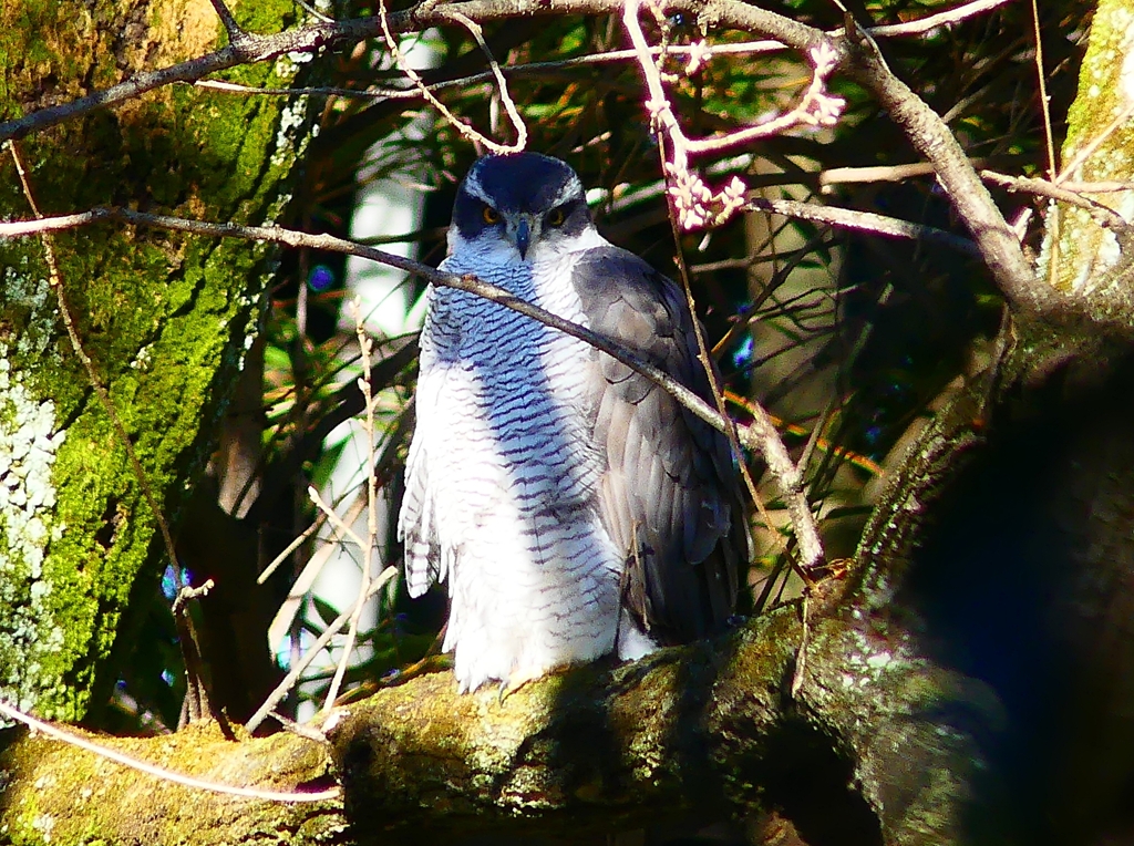 P3670053：オオタカ_R