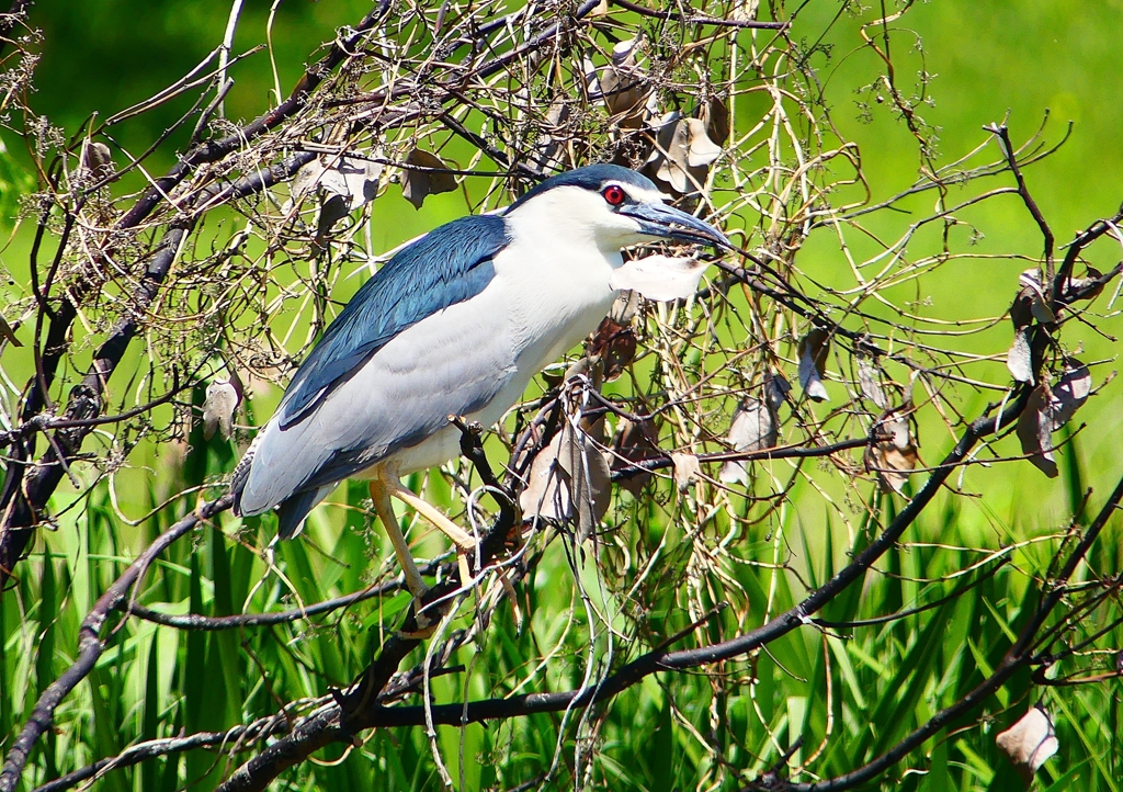 P2010418：ゴイサギ_R