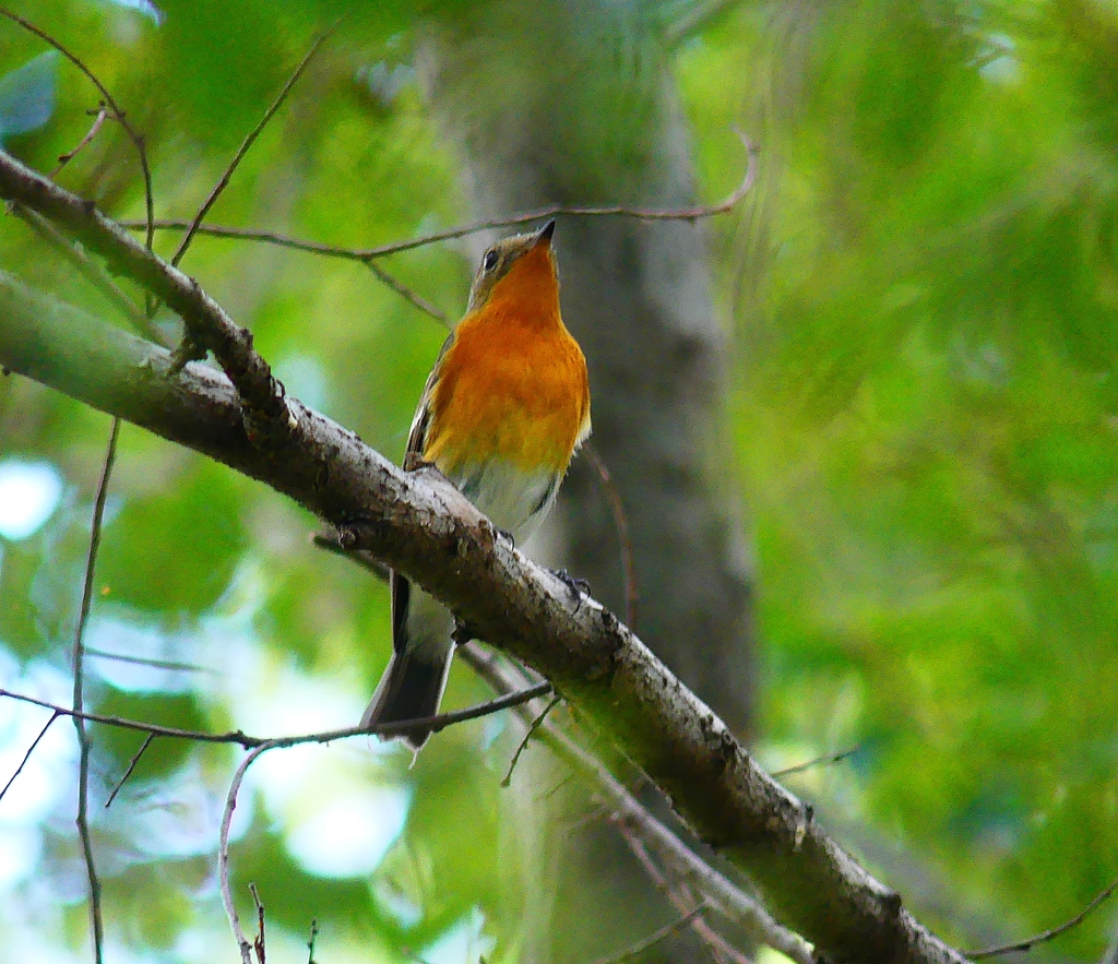P4440457：ムギマキ（若鳥）_R