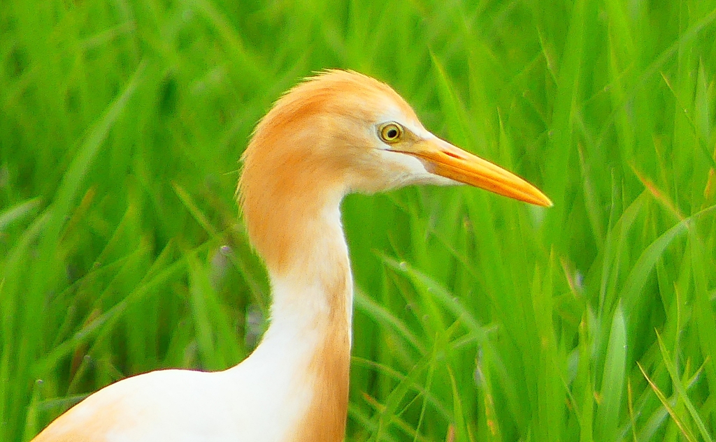 P1060476：アマサギ_R