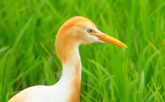 P1060476：アマサギ_R