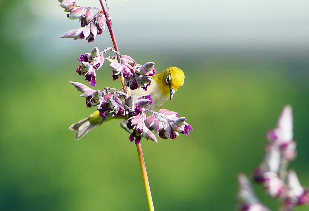 P1010868：メジロ_R