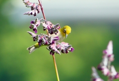 P1010868：メジロ_R