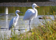 P1250573：チュウサギ、コサギ_R