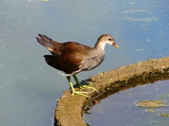 P1100165：バン_R