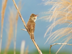 P4980643：オオヨシキリ_R