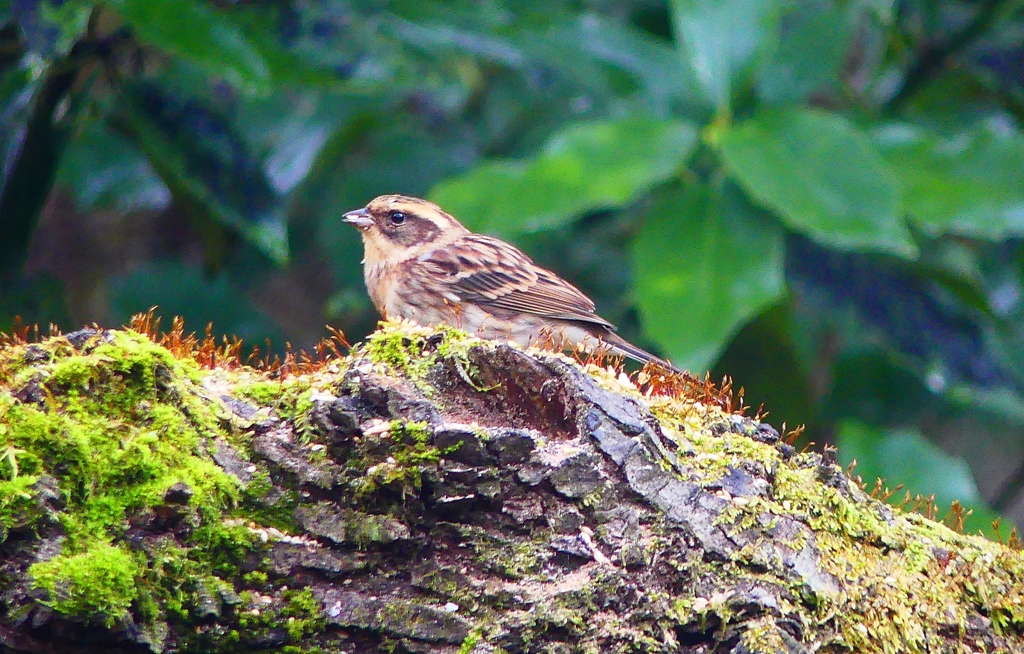 P4570165：ミヤマホオジロ（メス）_R