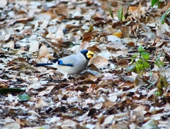P3720634：イカル_R