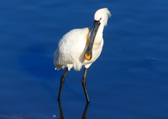 P1690373：ヘラサギ_R