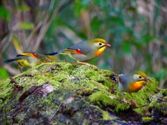 P3770022：ソウシチョウ_R