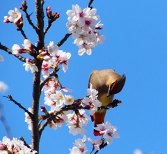 P3980342：桜にヒレンジャク_R