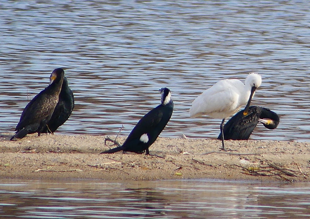 P1570054：ヘラサギ_R