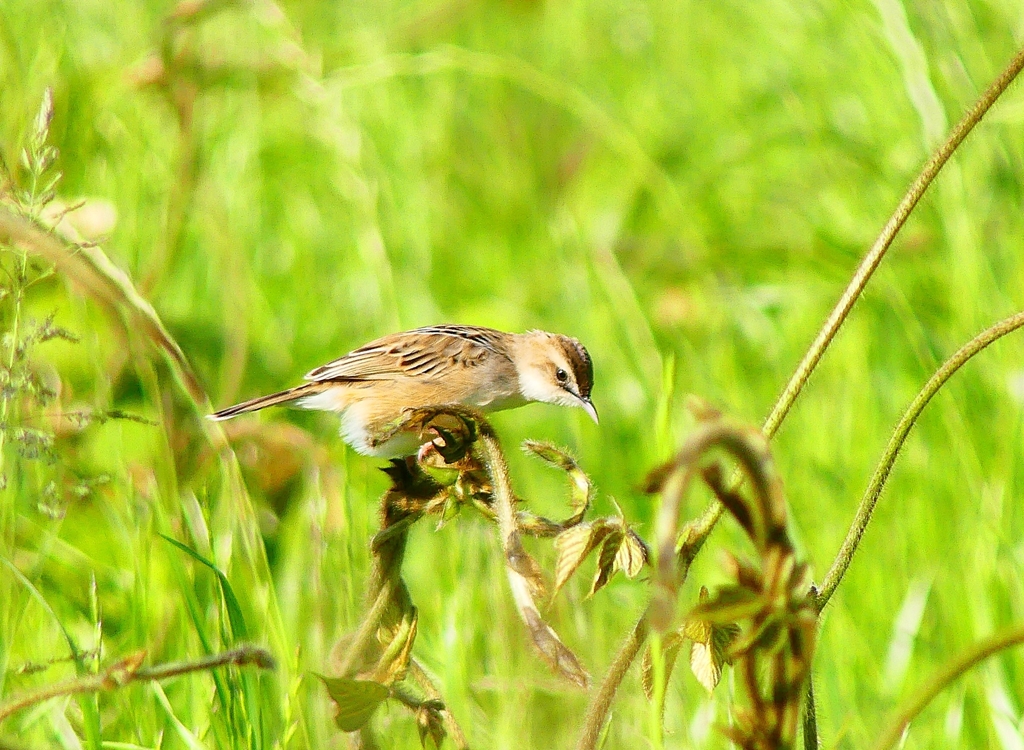 P4970714：セッカ_R