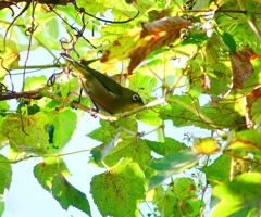 P4390635：メジロ_R