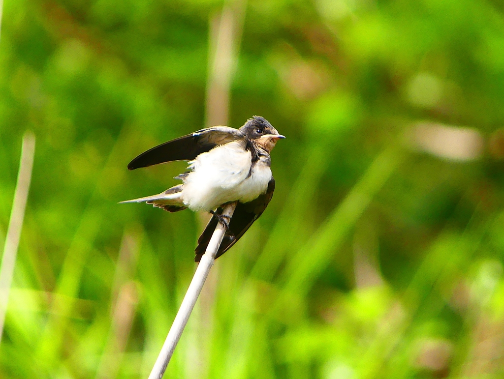 P1010370：ツバメ（幼鳥）_R