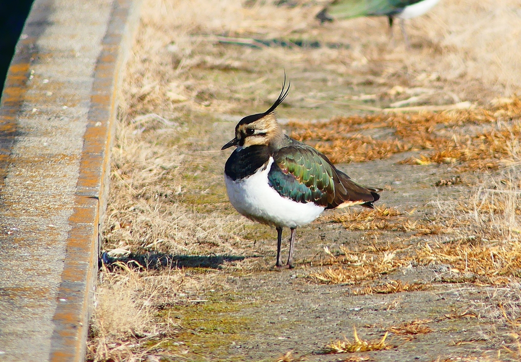 P4630632：タゲリ_R