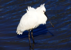 P1700390：ヘラサギ_R