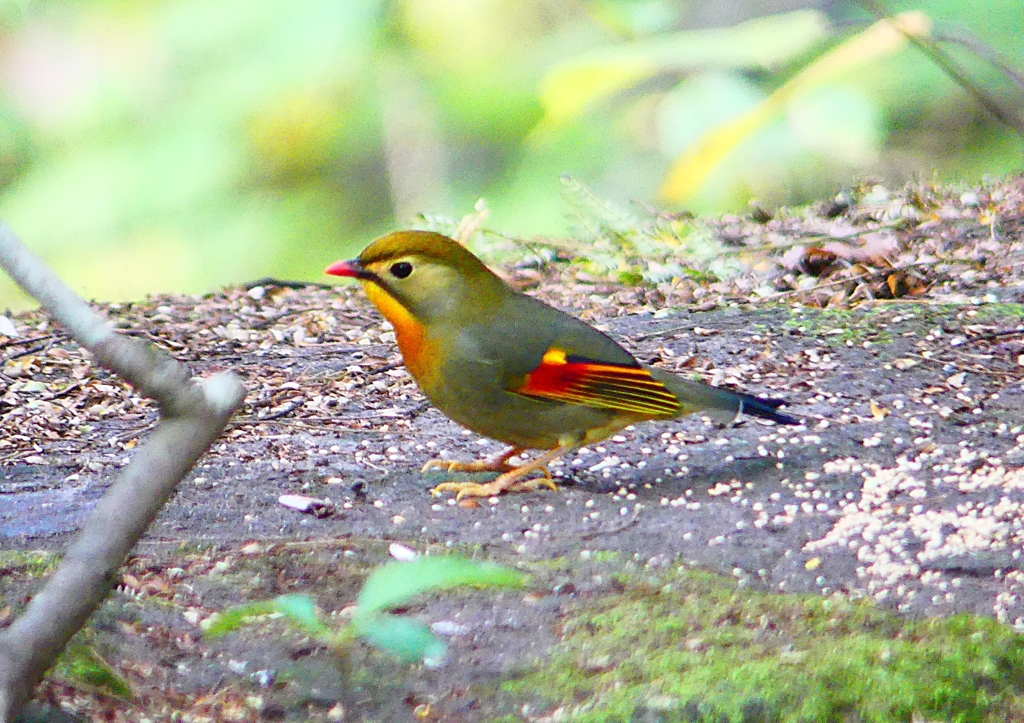 P1440066：ソウシチョウ_R