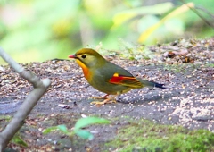 P1440066：ソウシチョウ_R