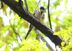 P1930867：サンショウクイ_R