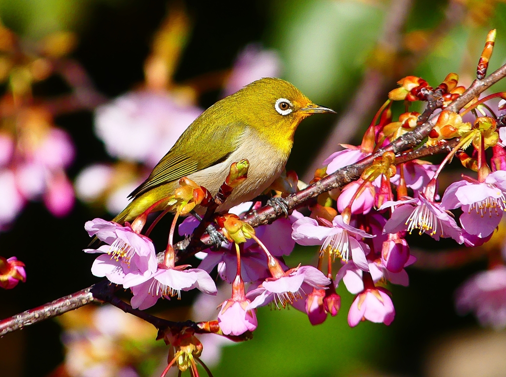 P4790347：メジロ＜河津桜＞_R