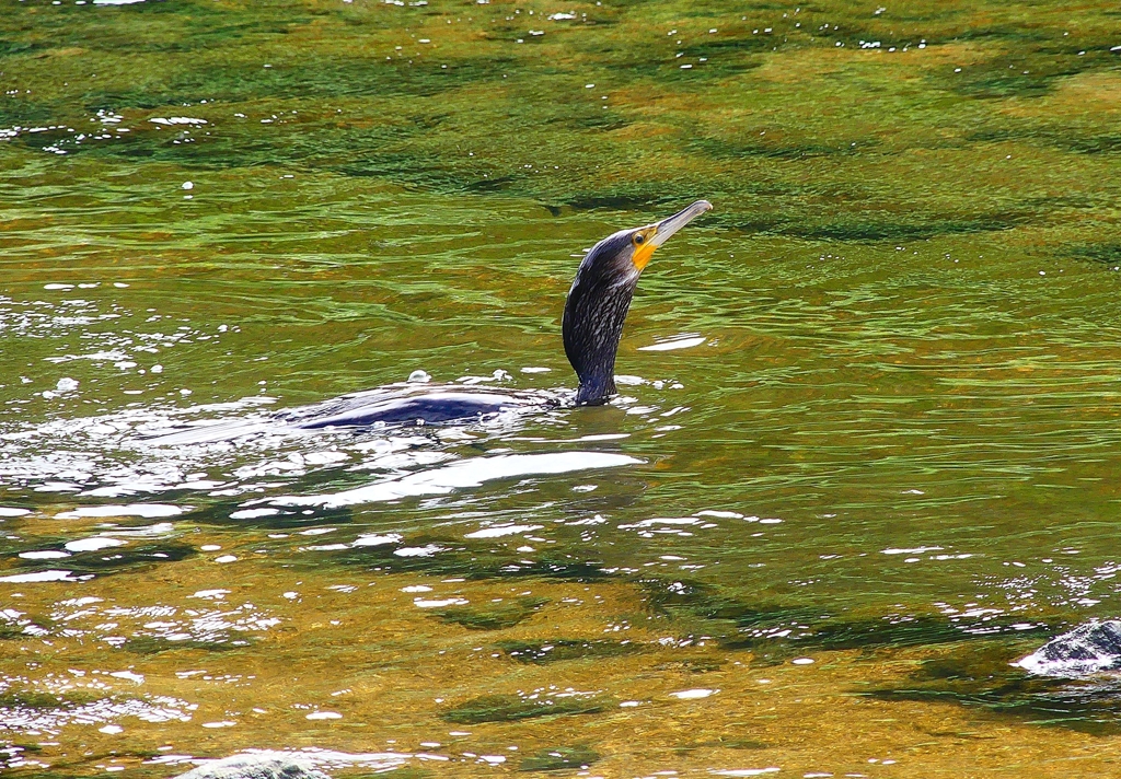 P4340894：カワウ_R