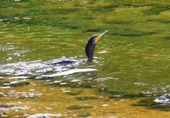 P4340894：カワウ_R