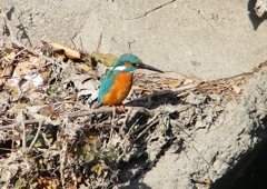 P1580812：カワセミ（オス）_R