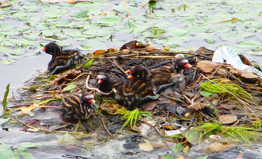 P1020775：カイツブリのヒナ_R