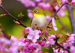 P1870074：河津桜にメジロ_R