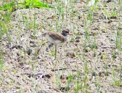 P5000084：ケリ（幼鳥）_R