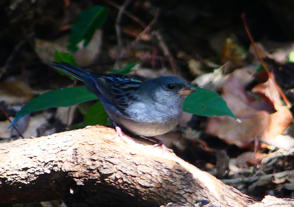 P1760593：クロジ_R